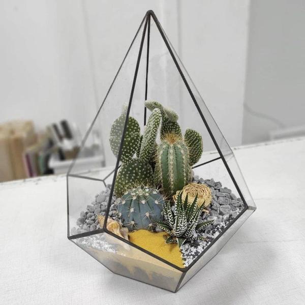 Кактусы: что приносят в дом и что символизируют&nbsp;&mdash; полный разбор мифов и примет