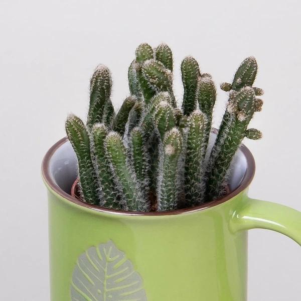 Кактусы: что приносят в дом и что символизируют&nbsp;&mdash; полный разбор мифов и примет