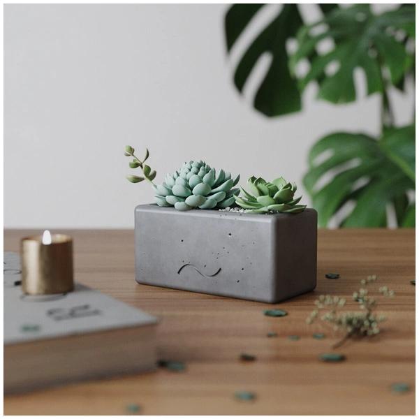 Кактусы: что приносят в дом и что символизируют&nbsp;&mdash; полный разбор мифов и примет