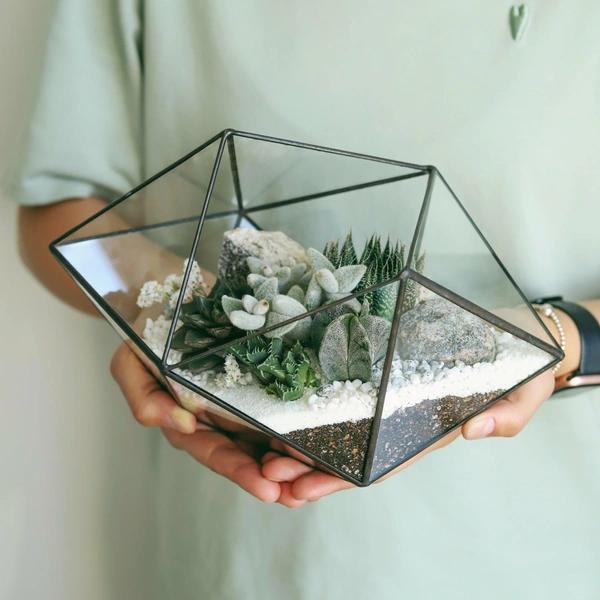 Кактусы: что приносят в дом и что символизируют&nbsp;&mdash; полный разбор мифов и примет