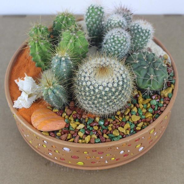 Кактусы: что приносят в дом и что символизируют&nbsp;&mdash; полный разбор мифов и примет