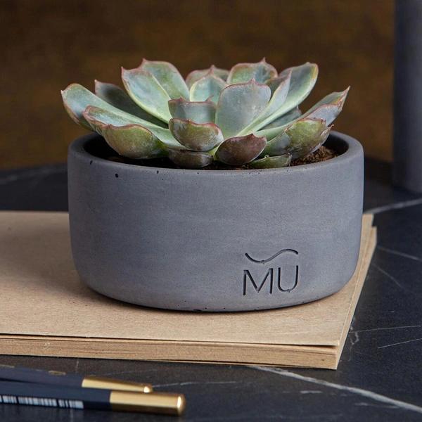 Кактусы: что приносят в дом и что символизируют&nbsp;&mdash; полный разбор мифов и примет